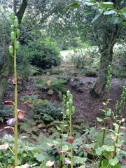 Pods