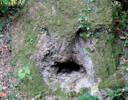 Face
