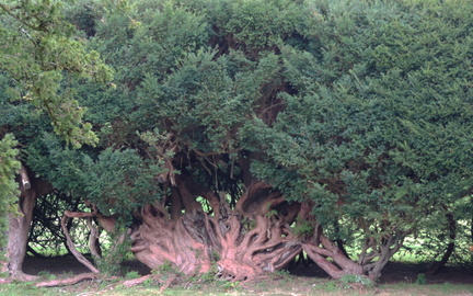 Gnarled bush