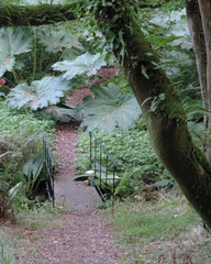 Overgrown path