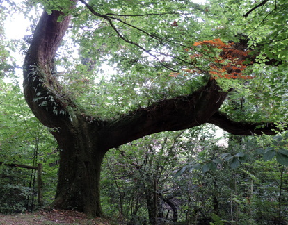 Forked tree