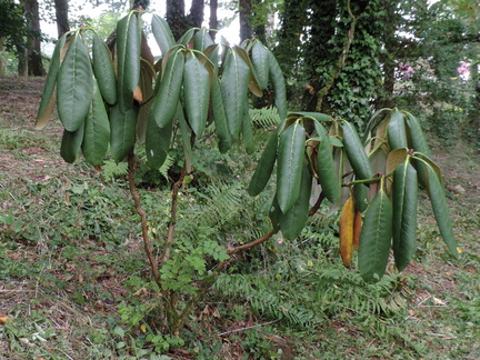 Droopy leaves