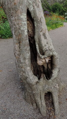 Hollow tree