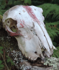Skull