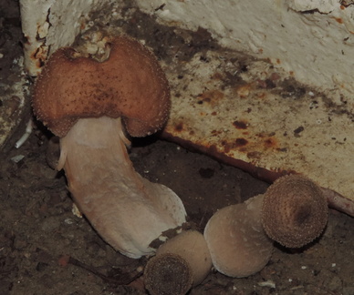 Mushrooms