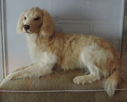 Stuffed dog