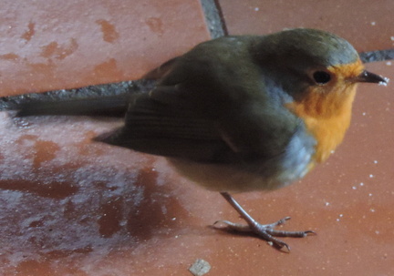 Robin