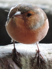 Chaffinch