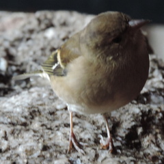 Bird