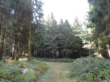 Woods