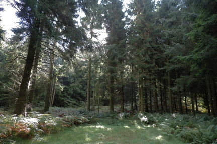 Clearing