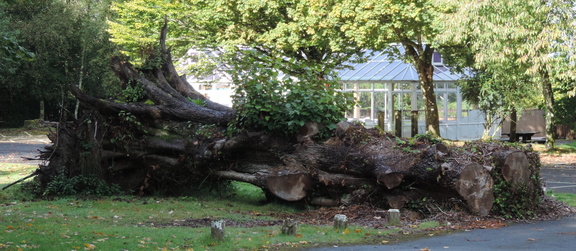 Fallen tree