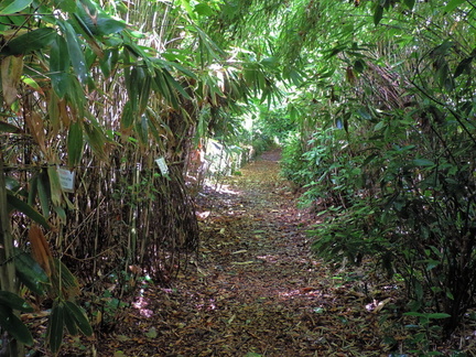 Bamboo tunnel