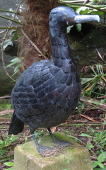 Cormorant