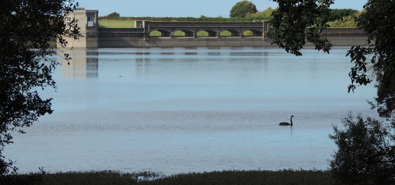 Swan in front of Dam