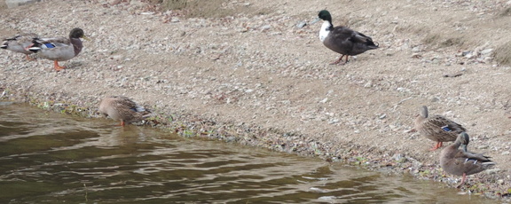 Ducks