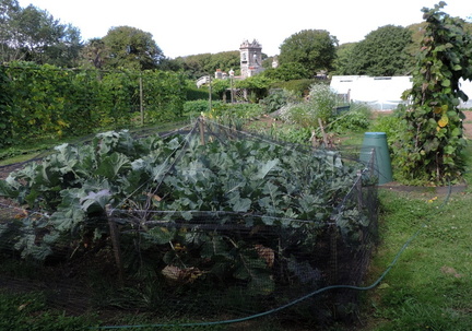 Vegetable garden