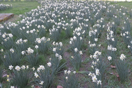 Daffodils