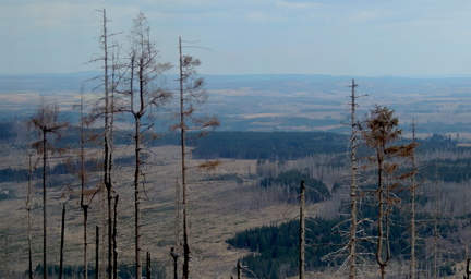 Landscape through the trees