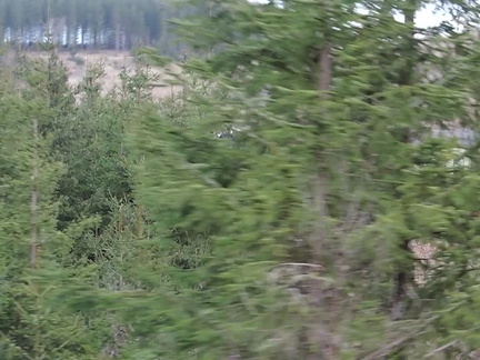 Engine through the trees