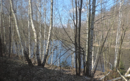 Lake through the trees