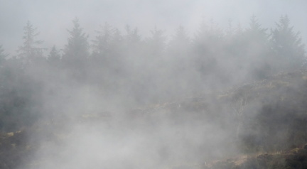 Misty trees