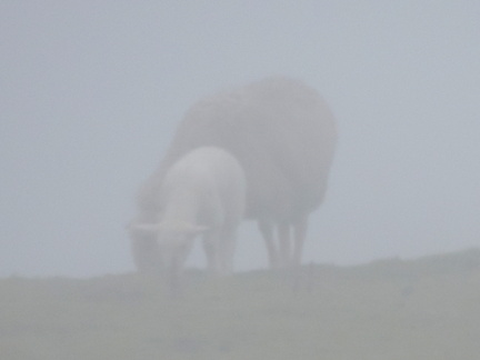 Sheep in the mist