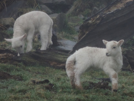 Lambs