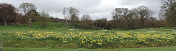 Daffodils