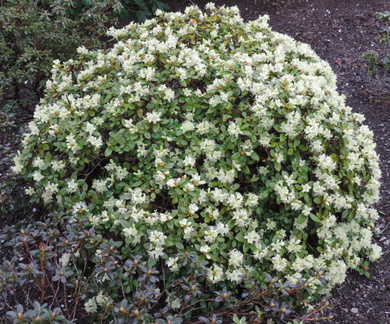 Bush
