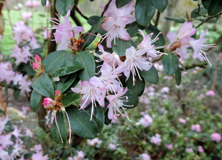 Pink flowers