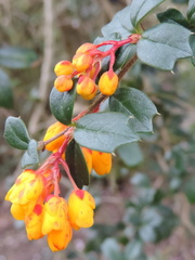 Yellow bud