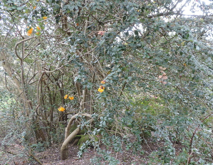 Yellow bush