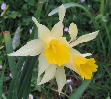 Daffodils