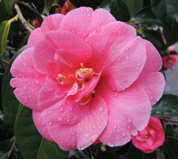 Pink flower