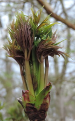 Buds