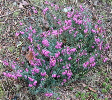 Purple flowers