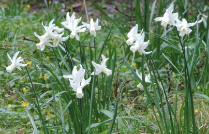 Narcissi