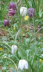 Fritillaries