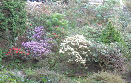 Bushes