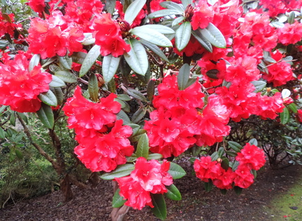 Red flowers