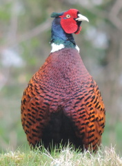 Pheasant
