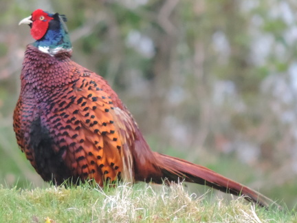 Pheasant
