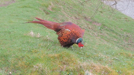 Pheasant