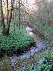 Stream