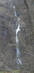 Through the trees