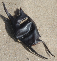Mermaid's Purse