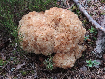 Fungus