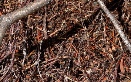 Ants