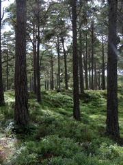 Seat in woods